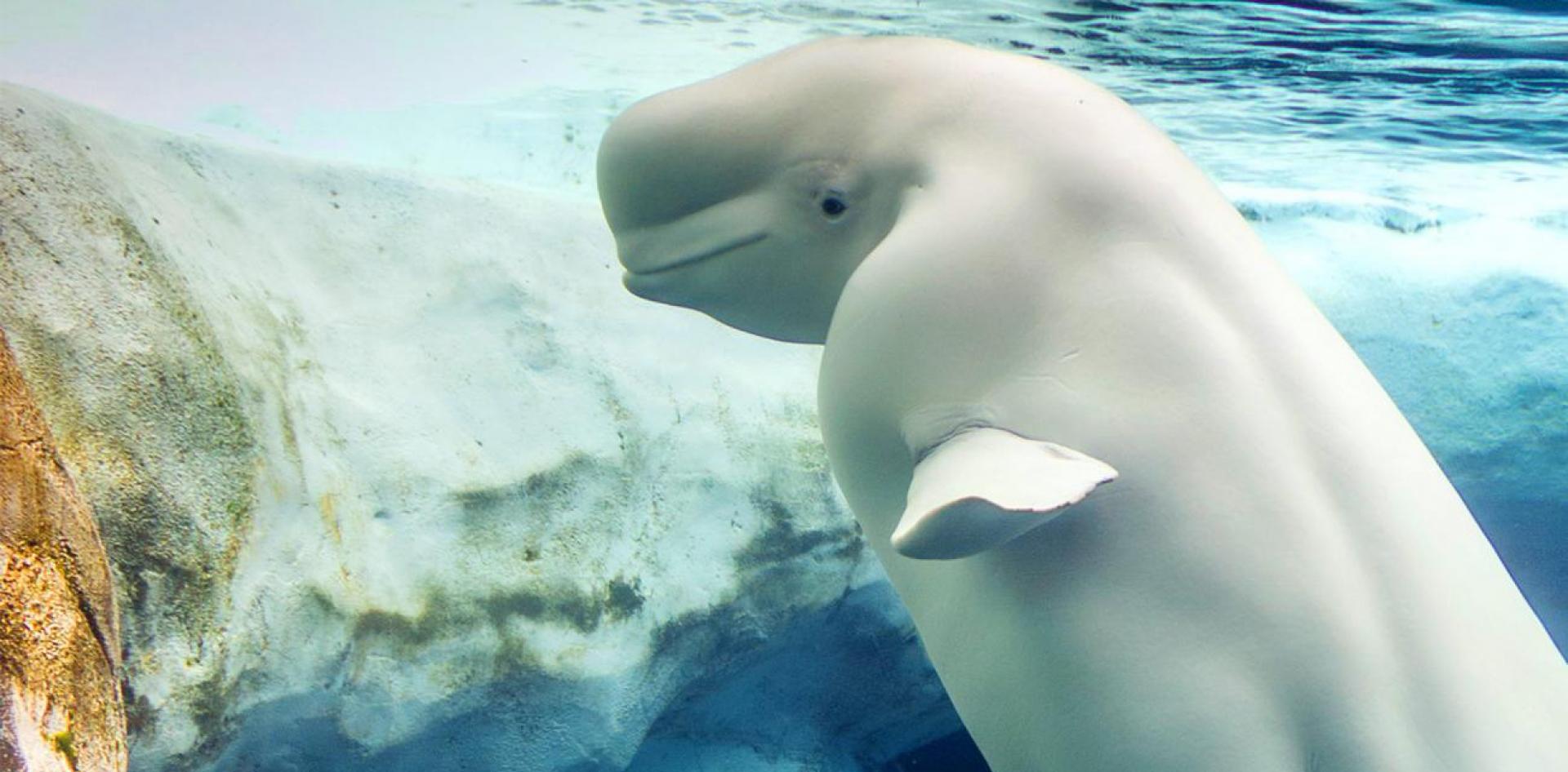 Beluga at the ice edge