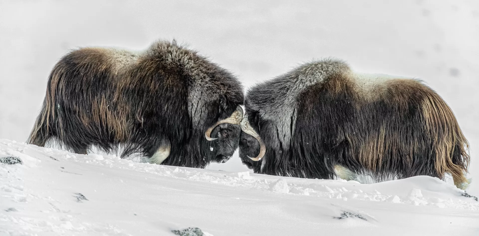 Muskox image from Destination Nunavut