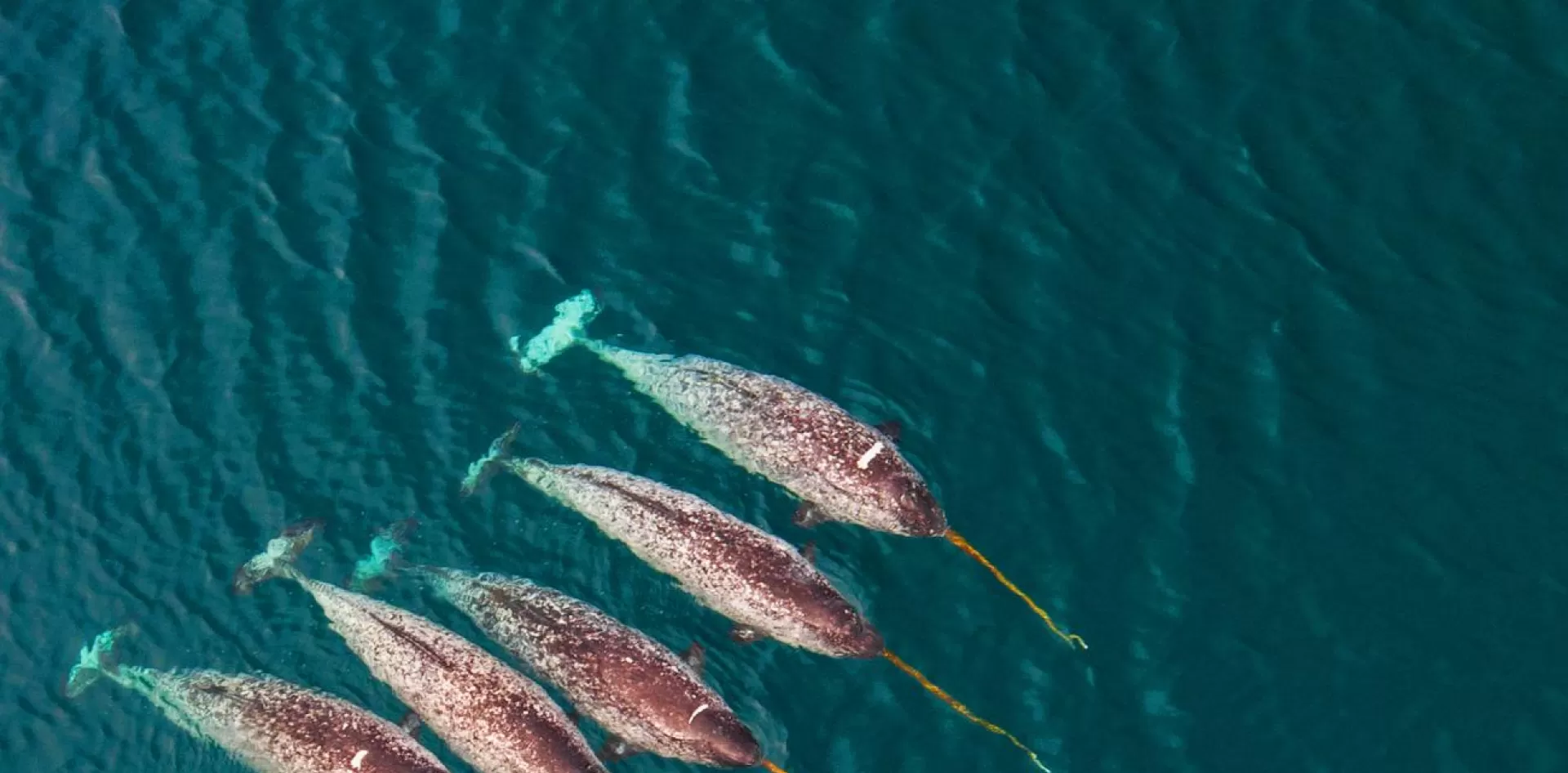 Narwhal pod in Arctic waters